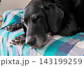リラックスしている犬 143199259