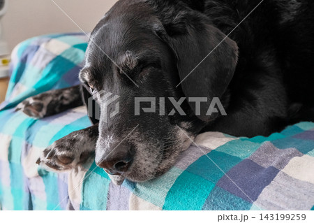 リラックスしている犬 143199259