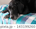 飼い主を見ている犬 143199260