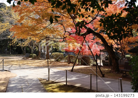 赤や黄色の鮮やかなもみじが境内一面を彩る秋深まるお寺の美しい紅葉風景 赤や黄色の鮮やかなもみじが境内一面を彩る秋深まるお寺の美しい紅葉風景 143199273