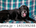 黒ラブの笑顔 143199288