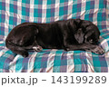 恥ずかしがっている犬 143199289