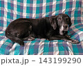 お昼寝する犬 143199290