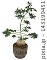 鉢植えの塊根植物 ヤトロファ・ベルランディエリ 錦珊瑚 143199451