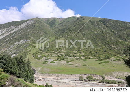 Green Mountain Meadow and Coniferous Forest Under a Blue Sky with White Clouds Green Mountain Meadow and Coniferous Forest Under a Blue Sky with White Clouds 143199779