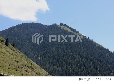 Green Mountain Meadow and Coniferous Forest Under a Blue Sky with White Clouds 143199783