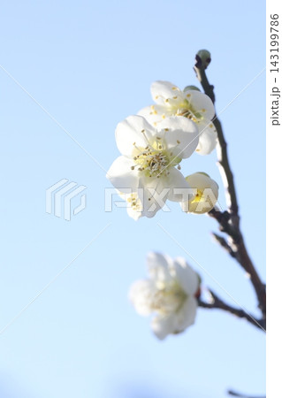 白い梅の花 白い梅の花 143199786