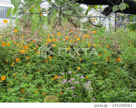 キバナコスモスのオレンジ色の花 キバナコスモスのオレンジ色の花 143200561