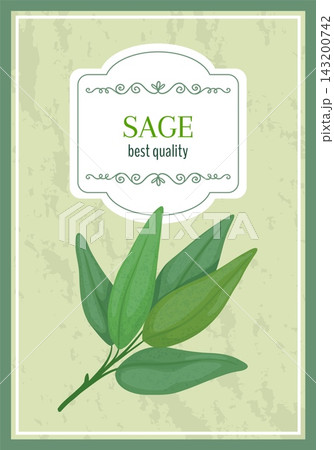 Green sage leaves. Vintage herb label with botanical sprig, ornate frame, freshness premium quality culinary seasoning and premium plant for packaging design. Vector illustration Green sage leaves. Vintage herb label with botanical sprig, ornate frame, freshness premium quality culinary seasoning and premium plant for packaging design. Vector illustration 143200742