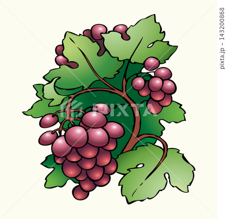 Vector drawing. Juicy ripe purple grapes on the vine Vector drawing. Juicy ripe purple grapes on the vine 143200868