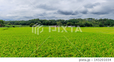 明日香村岡の稲穂と甘樫丘そして白鷺の低空飛行 2026年9月17日 明日香村岡の稲穂と甘樫丘そして白鷺の低空飛行 2026年9月17日 143201034