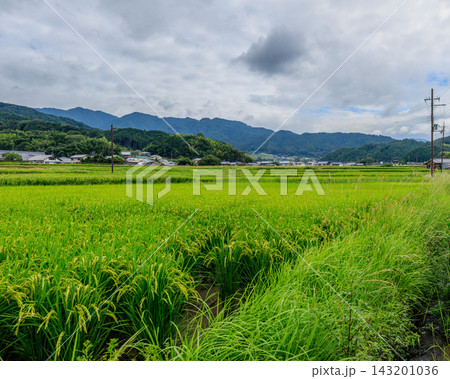 明日香村岡の稲穂 石舞台古墳、都塚古墳、阪田の棚田方面 2026年9月17日 明日香村岡の稲穂 石舞台古墳、都塚古墳、阪田の棚田方面 2026年9月17日 143201036