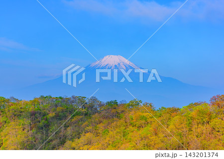 初夏の丹沢塔ノ岳の登山道から新緑で彩られた壮大な山肌越しに冠雪残る美しい富士山を捉えた山岳風景 143201374