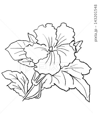 咲き誇るカボチャの花の手描きの線画イラスト 咲き誇るカボチャの花の手描きの線画イラスト 143201548