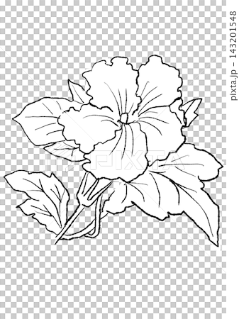 咲き誇るカボチャの花の手描きの線画イラスト 咲き誇るカボチャの花の手描きの線画イラスト 143201548