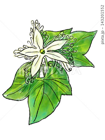 咲き誇るカラスウリの花の手描きの線画と水彩イラスト 143201552