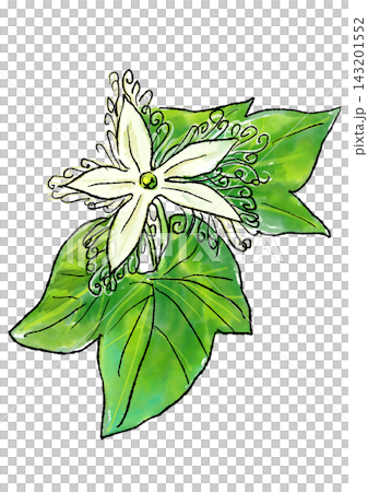 Hand-drawn line art and watercolor illustration of blooming snake gourd flowers 143201552