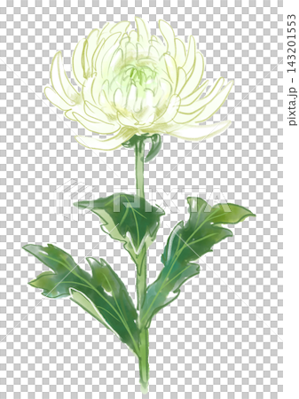 A hand-painted watercolor illustration of white chrysanthemums in full bloom. 143201553