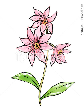 咲き誇るコウテイダリアの花の手描きの線画と水彩イラスト 咲き誇るコウテイダリアの花の手描きの線画と水彩イラスト 143201646