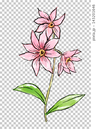 咲き誇るコウテイダリアの花の手描きの線画と水彩イラスト 咲き誇るコウテイダリアの花の手描きの線画と水彩イラスト 143201646
