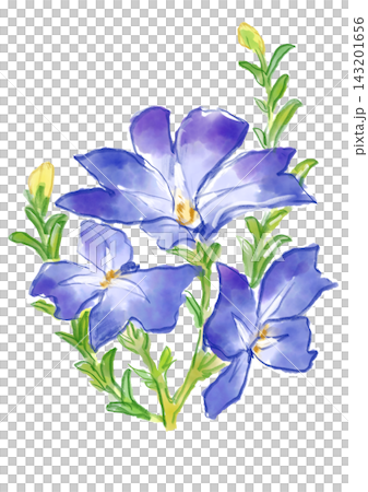 A hand-painted watercolor illustration of blooming Hatsukoisou flowers. A hand-painted watercolor illustration of blooming Hatsukoisou flowers. 143201656