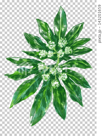 咲き誇るヤツデの花の手描きの水彩イラスト 咲き誇るヤツデの花の手描きの水彩イラスト 143201659