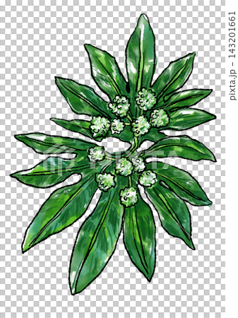 Hand-drawn line art and watercolor illustration of blooming Fatsia japonica flowers Hand-drawn line art and watercolor illustration of blooming Fatsia japonica flowers 143201661