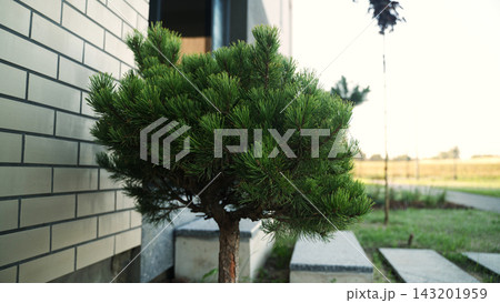Decorative dwarf pine tree growing in a modern garden next to a brick wall providing landscaping design Decorative dwarf pine tree growing in a modern garden next to a brick wall providing landscaping design 143201959