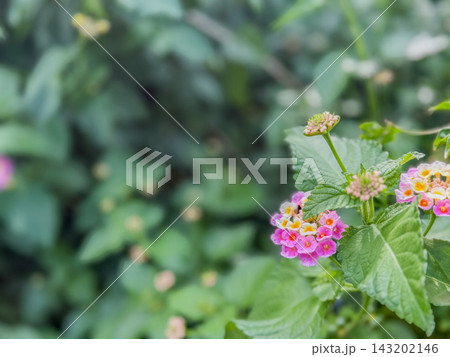 色鮮やかに咲くランタナの花と緑の葉 143202146