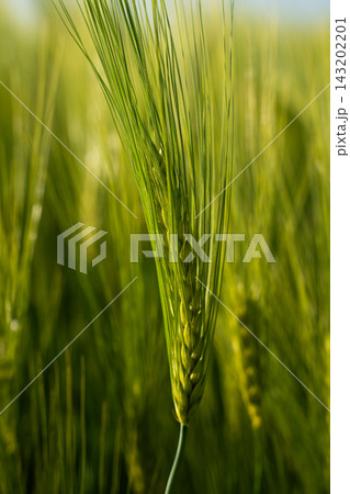 Green barley ear growing in agricultural field, capturing early stage grain development for organic farming and sustainable food production 143202201