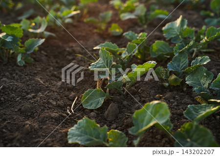 Rapeseed plants growing in rows on farmland during early vegetation stage, rural agriculture and sustainable oilseed farming concept 143202207