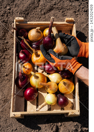 Farmer Holding Fresh Organic Onions Of Different Varieties Above Harvest Crate On Soil. Agricultural Harvest, Farm Produce And Farm To Table Concept. 143202409