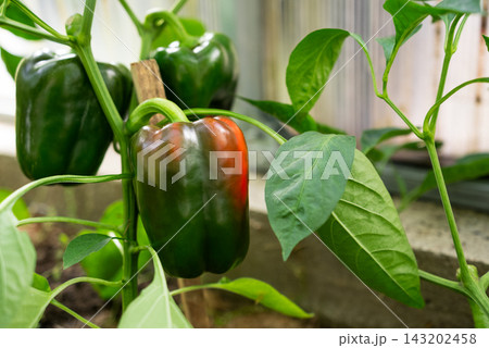 Closeup Of Ripening Bell Pepper Growing On Plant In Greenhouse. Vegetable Cultivation, Crop Maturity, Greenhouse Farming And Commercial Horticulture Concept. 143202458