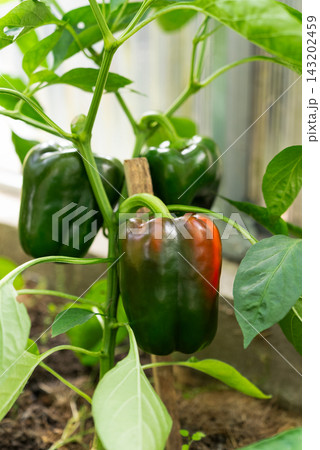 Ripening Bell Peppers Growing On Plant In Greenhouse. Vegetable Cultivation, Crop Maturity, Greenhouse Farming And Commercial Horticulture Concept. 143202459