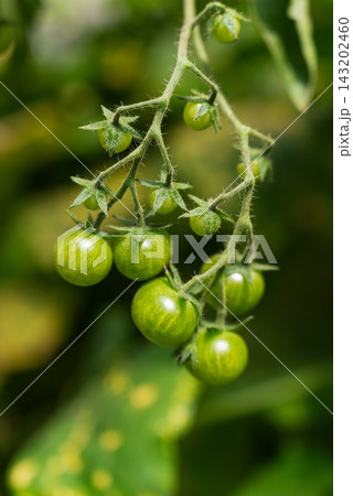Closeup Of Unripe Green Tomato Cluster Growing On Plant In Greenhouse. Crop Development, Greenhouse Farming And Commercial Horticulture Concept. 143202460