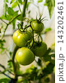 Closeup Of Unripe Green Tomatoes Growing On Vine In Greenhouse. Tomato Cultivation, Fruit Development, Greenhouse Farming And Commercial Horticulture Concept. 143202461