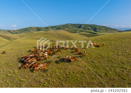 Aerial View of Sheep Herd Grazing on Rolling Green Hills 143202561