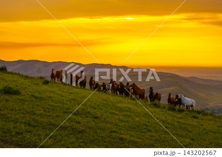 Herd of free-range grass-fed horses on grassy hillside at sunset 143202567