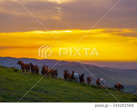 Herd of Horses Grazing on Grassy Hillside at Sunset Herd of Horses Grazing on Grassy Hillside at Sunset 143202568