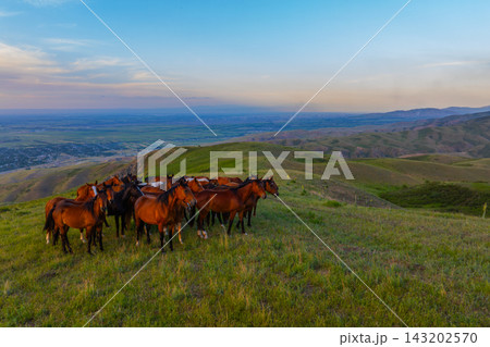 Herd free-range grass-fed of Horses on Grassy Hillside Overlooking Valley at Sunset 143202570