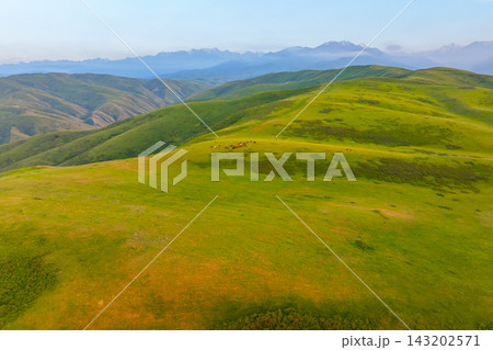 Herd of Horses Grazing on Green Rolling Hills with Distant Mountains Herd of Horses Grazing on Green Rolling Hills with Distant Mountains 143202571
