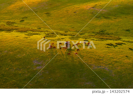 Aerial View of free-range grass-fed Horses Grazing on a Sunlit Meadow 143202574