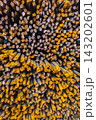 Close-up of Steel Rebar Rods with Rust Coating 143202601