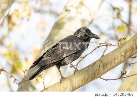 An Australian Raven bird standing on a branch in a tree on a sunny day An Australian Raven bird standing on a branch in a tree on a sunny day 143203469
