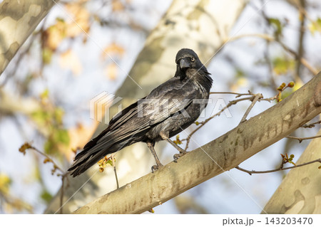 An Australian Raven bird standing on a branch in a tree on a sunny day An Australian Raven bird standing on a branch in a tree on a sunny day 143203470
