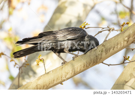 An Australian Raven bird standing on a branch in a tree on a sunny day 143203471