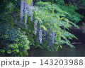 池のほとりに咲く藤の花（妙青寺の寺堤） 143203988