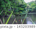 鯉の泳ぐ池のほとりに咲く藤の花（妙青寺の寺堤） 143203989