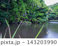 鯉の泳ぐ池のほとりに咲く藤の花（妙青寺の寺堤） 143203990