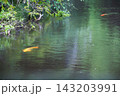 藤の花が映りこむ水面を泳ぐ鯉（妙晴寺の寺堤） 143203991